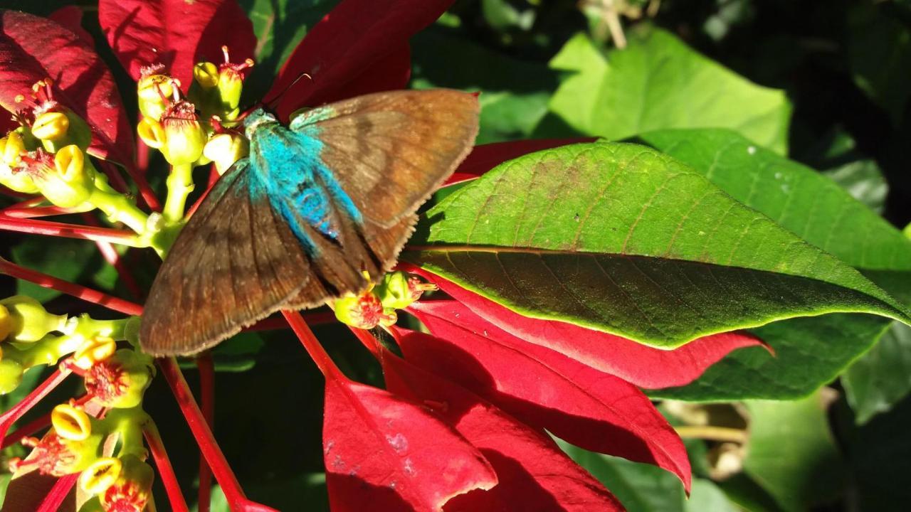 Pousada Hang Conectada Com A Natureza Florianópolis Εξωτερικό φωτογραφία