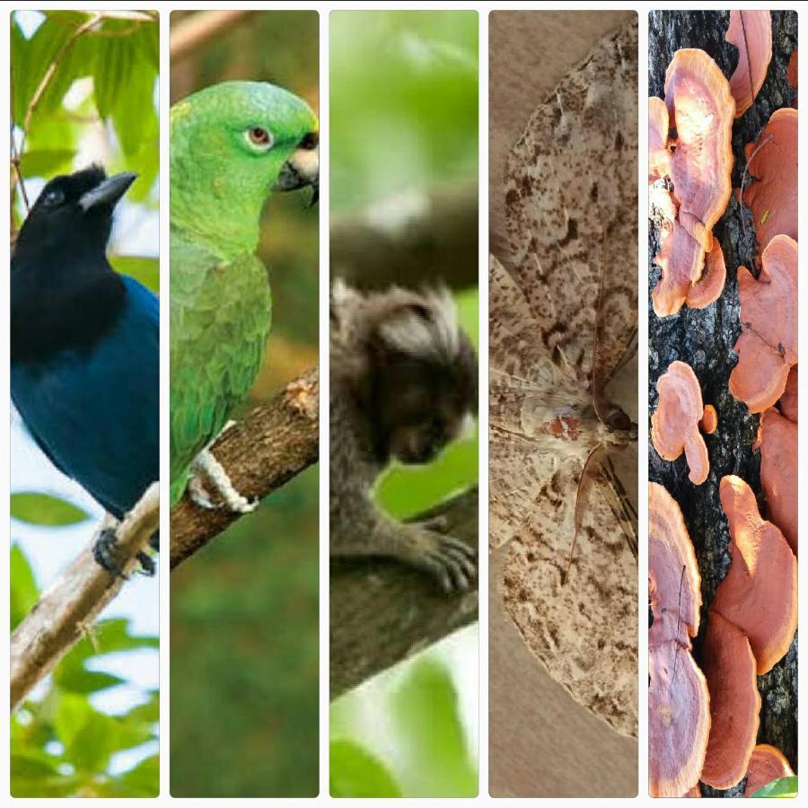 Pousada Hang Conectada Com A Natureza Florianópolis Εξωτερικό φωτογραφία