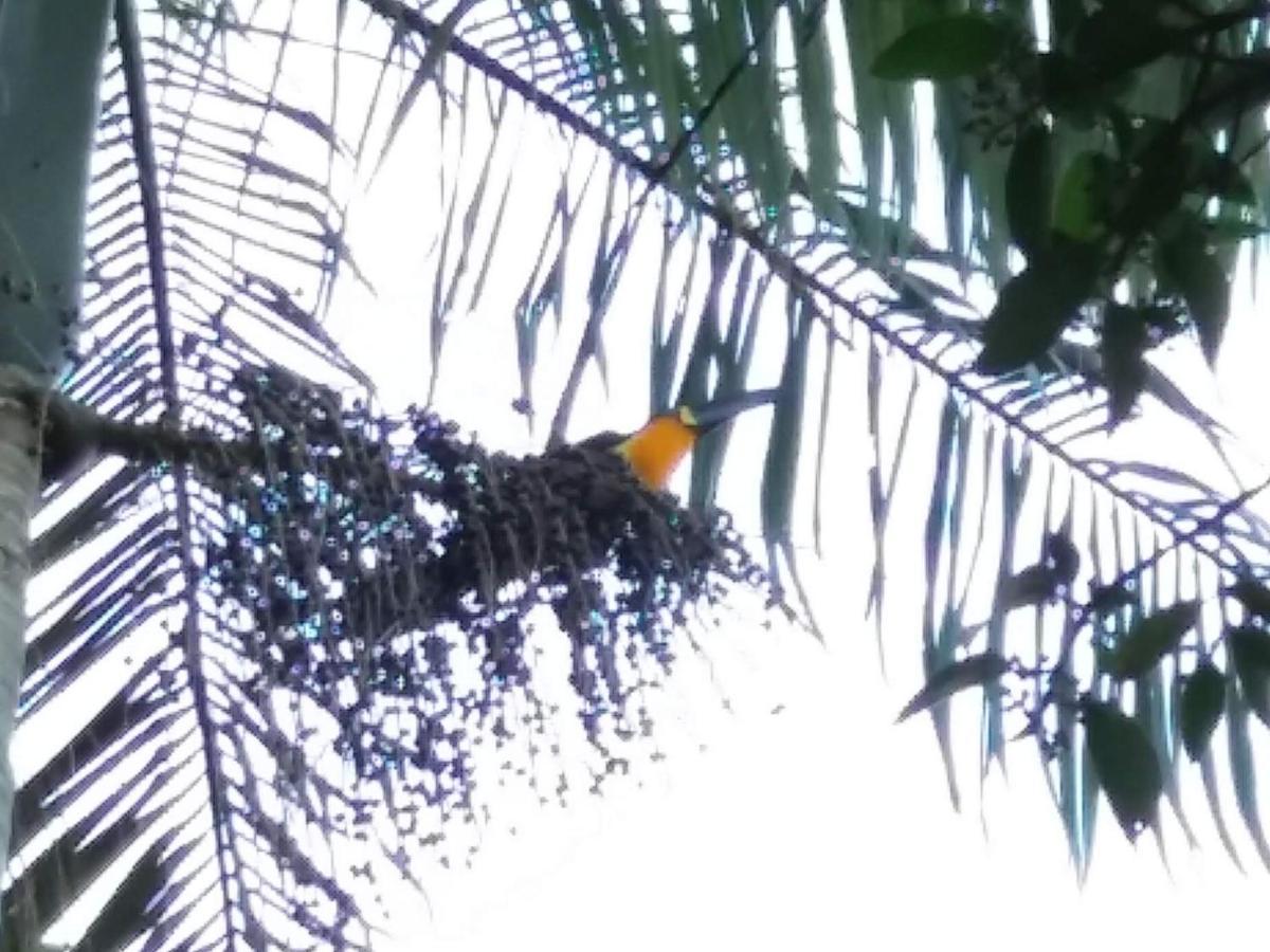 Pousada Hang Conectada Com A Natureza Florianópolis Εξωτερικό φωτογραφία