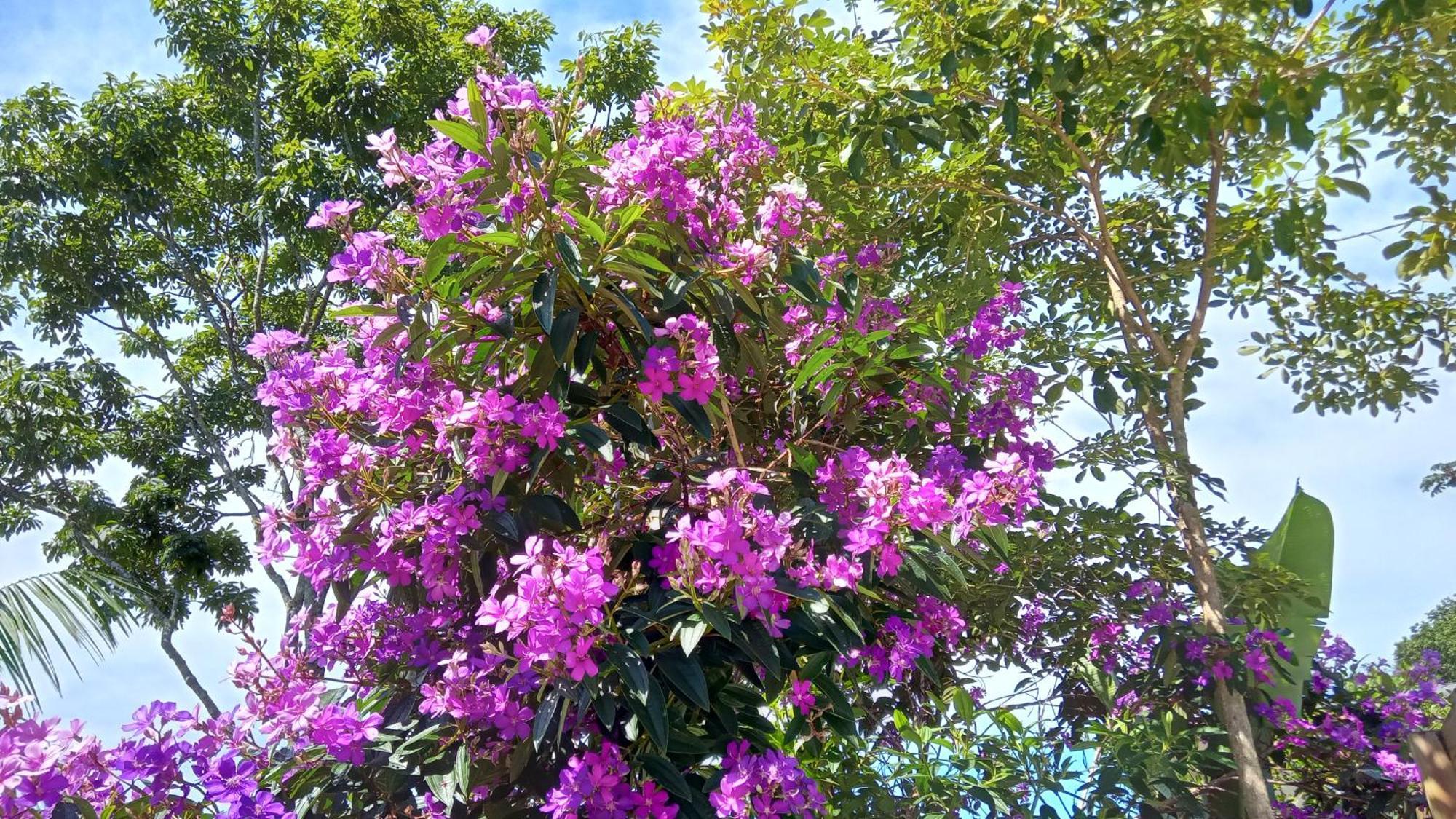 Pousada Hang Conectada Com A Natureza Florianópolis Εξωτερικό φωτογραφία